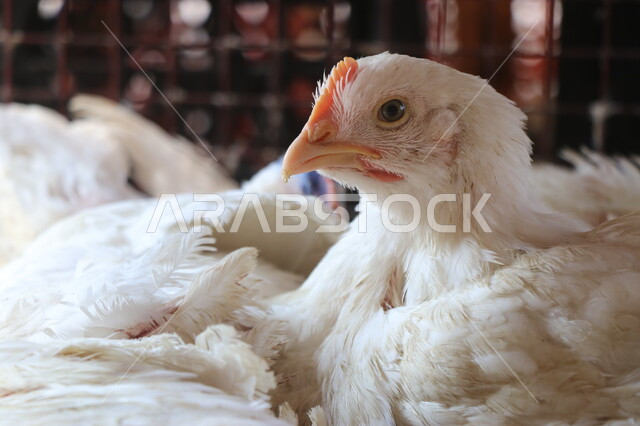 صورة مقربة لدجاجة بيضاء، الدواجن البيضاء، مزرعة دواجن، مزارع تربية الطيور والدواجن