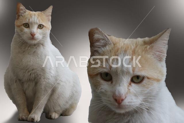 Close-up of blond pet cat, pet breeding, mammal, domestic animal, spoiled cat, blur background