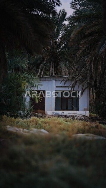 كوخ صغير وسط الغابة في تبوك بالممكة العربية السعودية, كوخ وسط الطبيعة, خلفية الطبيعة