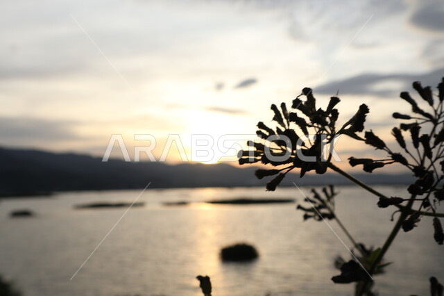 صورة ظلية لأغصان من النباتات أثناء شروق الشمس,اغصان النباتات على خلفية البحر, خلفية الطبيعة .