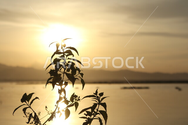 صورة ظلية للنباتات أثناء شروق الشمس, اغصان النباتات على خلفية البحر, خلفية الطبيعة .