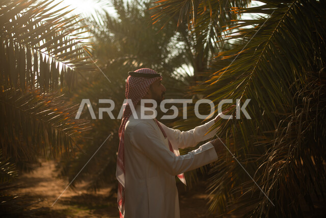 Taking a picnic in the open air and spending enjoyable times, a Saudi Arabian Gulf man wearing the Saudi thobe and shemagh in one of the public parks, walking and hiking in one of the palm plantations