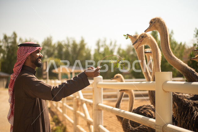 رجل عربي سعودي خليجي  يقوم باطعام طيور النعام,  قضاء أوقات ممتعة مع إبنه في حديقة الحيوانات في المملكة العربية السعودية، أماكن سياحية ترفيهية بالسعودية، حيوانات برية في المحمية الطبيعية، فعاليات ترفيهية عائلية