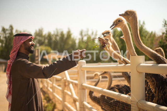 رجل عربي خليجي سعودي يقوم باطعام طيور النعام,  قضاء أوقات ممتعة مع إبنه في حديقة الحيوانات في المملكة العربية السعودية، أماكن سياحية ترفيهية بالسعودية، حيوانات برية في المحمية الطبيعية، فعاليات ترفيهية عائلية