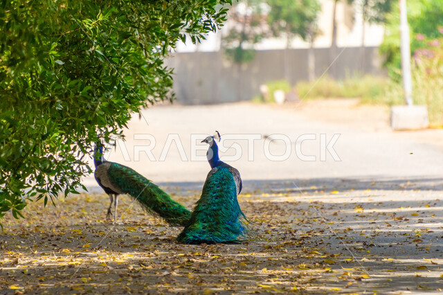 طائر الطاووس في محمية طبيعية، حديقة حيوانات، ذيل طويل، الأشجار والنباتات الخضراء، ريش الطاووس الملون