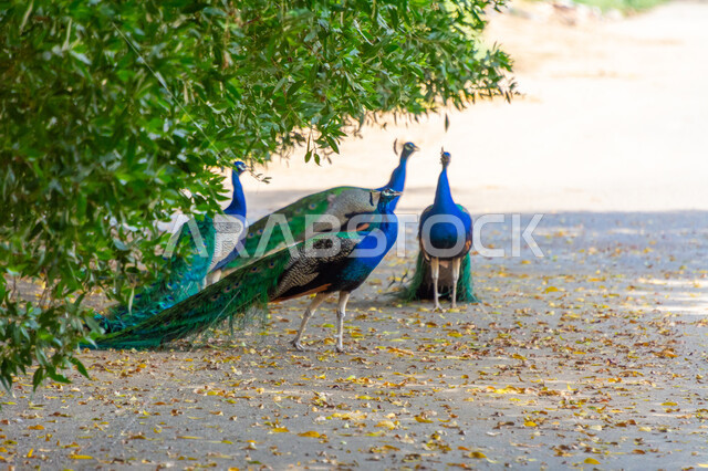 مجموعة من طيور الطاووس في محمية طبيعية، ذيل طويل, حديقة حيوانات، الأشجار والنباتات الخضراء، ريش الطاووس الملون