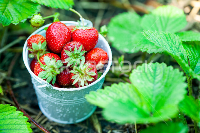 A group of strawberries inside a basket, fresh fruits, ripe strawberries, healthy and delicious fruit, white background.