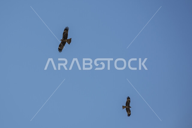 طائر النسر الامبراطوري الشرقي في السماء ، مجموعة من النسور تحلق في السماء الزرقاء ، طيور مهاجرة ، الحياة البرية في المملكة العربية السعودية .