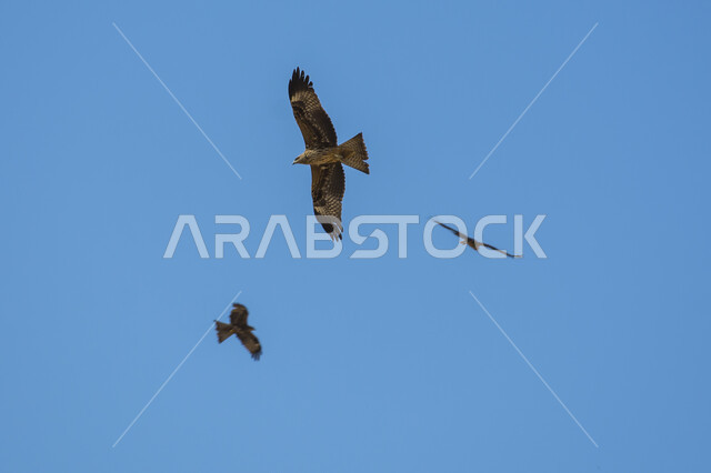 مجموعة من النسور تحلق في السماء الزرقاء ، طائر النسر الامبراطوري الشرقي في السماء ، طيور مهاجرة ، الحياة البرية في المملكة العربية السعودية .