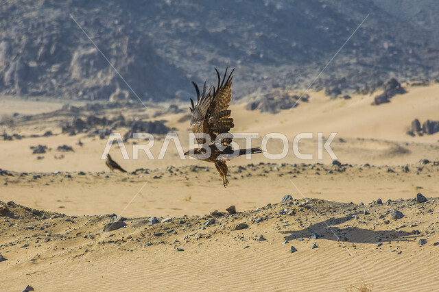  تحليق طائر النسر في المناطق الصحراوية ، حدة البصر ، النسر الصحراوي ، الطيور الجارحة ، الطبيعة الصحراوية ، الحياة البرية في المملكة العربية السعودية . 