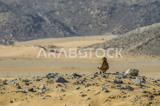 طائر النسر في المناطق الصحراوية ، حدة البصر ، النسر الصحراوي ، الطيور الجارحة ، الطبيعة الصحراوية ، الحياة البرية في المملكة العربية السعودية . 