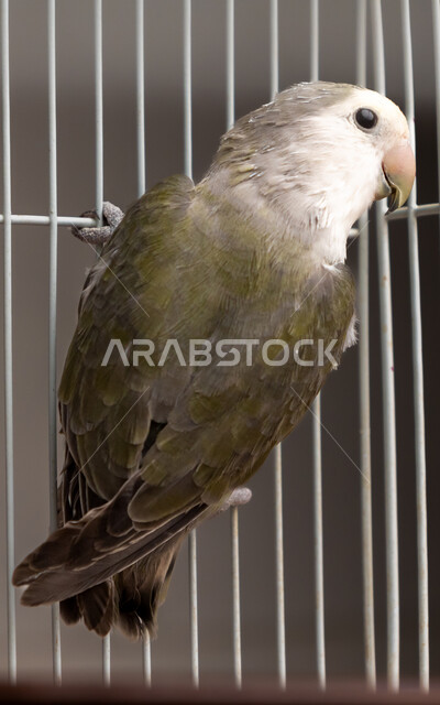 صورة مقربة لطائر الببغاء داخل قفص حديدي، محمية طبيعية لتربية طيور الببغاء، طائر الببغاء البري