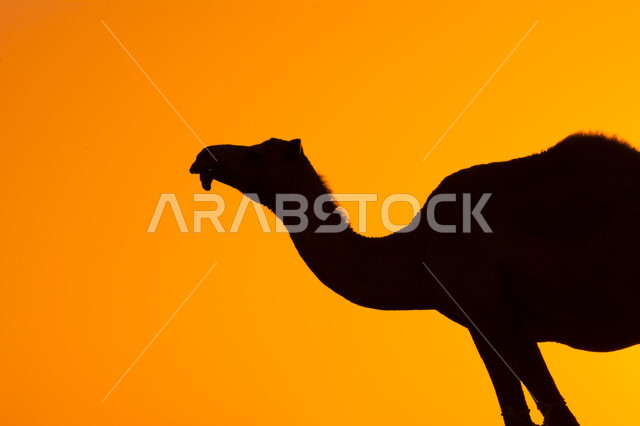صورة ظلية مقربة لحيوان الجمل في محمية طبيعية وقت غروب الشمس، تربية الجمال والإبل، الطبيعة الصحراوية، محمية طبيعية بالمناطق الصحراوية