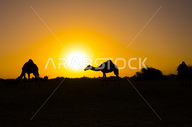 Silhouette of a camel in a nature reserve at sunset, camel and camel breeding, desert nature, a nature reserve in desert areas