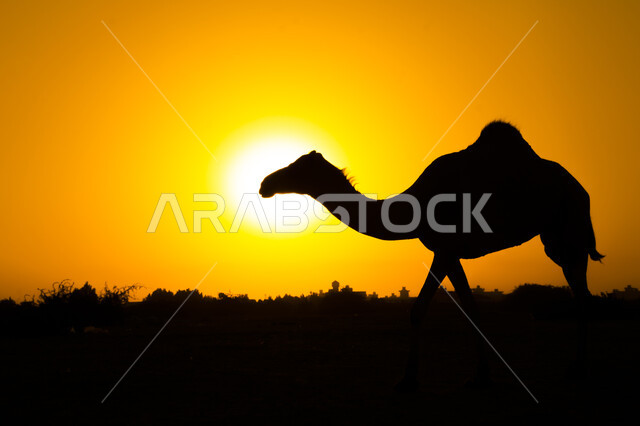 صورة ظلية لحيوان الجمل في محمية طبيعية، غروب الشمس في المناطق الصحراوية، تربية الجمال والإبل، الطبيعة الصحراوية، محمية طبيعية بالمناطق الصحراوية