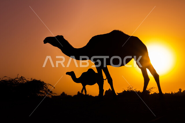 صورة ظلية لحيوان الجمل في محمية طبيعية وقت غروب الشمس، تربية الجمال والإبل، الطبيعة الصحراوية، محمية طبيعية بالمناطق الصحراوية