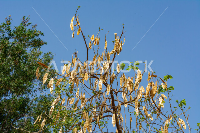 صوره مقربه لشجره طبيعيه ذات أوراق صفراء في النهار, الأشجار والنباتات الخضراء, الطبيعه الخضراء في السعوديه, خلفية الطبيعه