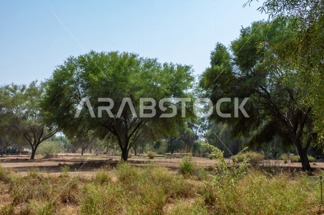 صوره مقربه لأشجار طبيعيه ذات أوراق خضراء في النهار, الأشجار والنباتات الخضراء, الطبيعه الخضراء في السعوديه, خلفية الطبيعه