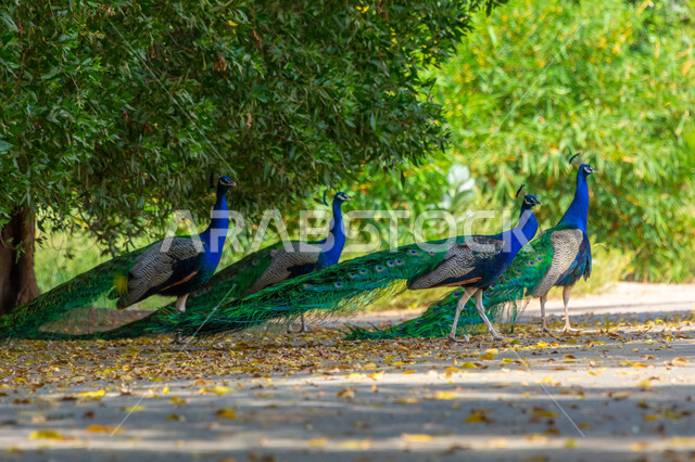 ريش الطاووس الملون ومجموعة من طيور الطاووس بذيل طويل في محمية طبيعية، حديقة حيوانات في المملكة العربية السعودية ، الأشجار والنباتات الخضراء