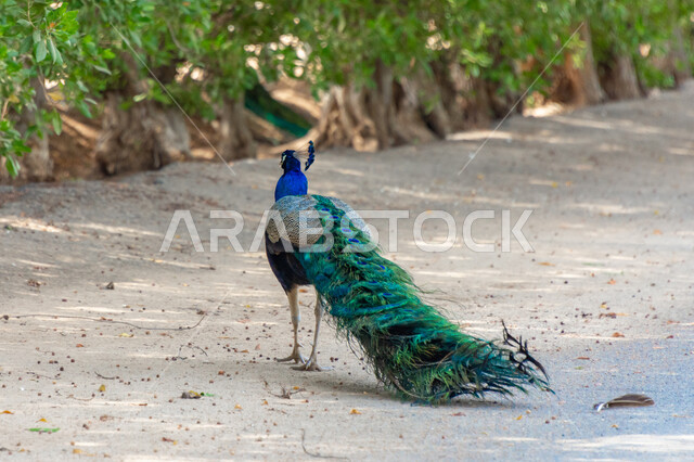 صورة مقربة لطاووس ينشر ريشه زاهي الالوان  في محمية طبيعية في المملكة العربية السعودية , ذيل الطاووس الطويل,  تربية الطيور في حديقة الحيوانات , خلفيات طبيعية . 
