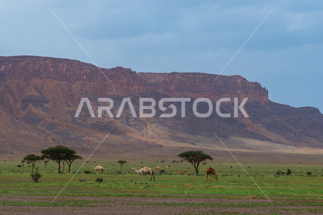 الطبيعة الجبلية الخضراء في منطقة القصيم  بعد هطول الأمطار الغزيرة , أراضي طبيعية , جبال و مروج خضراء , خلفية مناظر طبيعية . 