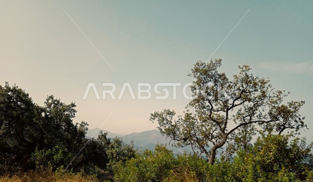 الاشجار والنباتات الخضراء، اغصان وجذوع الاشجار، الاشجار الخضراء في الغابات، الطبيعة الخضراء، مناظر طبيعية، خلفية الطبيعة