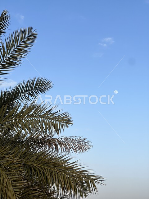 اشجار النخيل الخضراء، مزارع اشجار النخيل، اشجار ومحاصيل زراعية، زراعة اشجار النخيل الطبيعية، سعف النخيل، خلفية الطبيعة