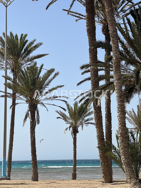 حديقة نخيل على شواطئ البحر، اشجار النخيل الخضراء على شاطئ البحر، مناظر طبيعية ساحلية، جذع شجرة النخيل، رمال شاطئ البحر، امواج البحر الهادئة، مياه البحر الزرقاء، خلفية الطبيعة