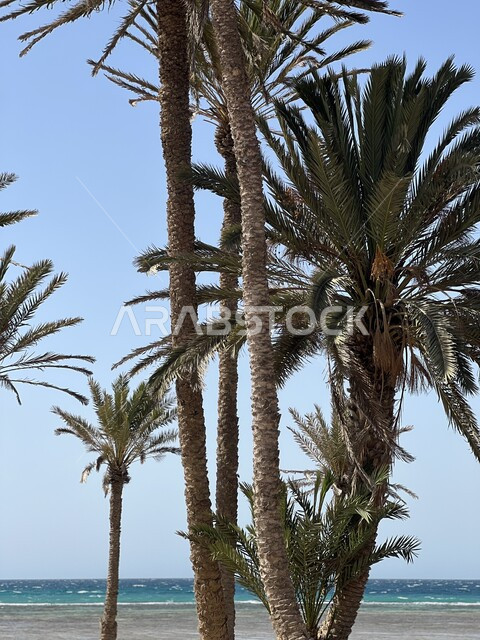 اشجار النخيل الخضراء على شاطئ البحر، جذع شجرة النخيل، رمال شاطئ البحر، امواج البحر الهادئة، مياه البحر الزرقاء، مناظر طبيعية ساحلية، حديقة نخيل على شواطئ البحر، خلفية الطبيعة