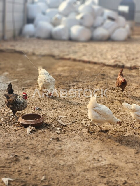 مجموعة من الدواجن البيضاء في احد مزارع الدجاج في المملكة العربية السعودية، دواجن بيضاء تتناول الطعام، مزارع تربية الطيور والدواجن