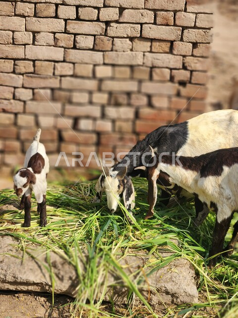 مجموة من حيوانات الماعز تتغذى على النباتات في احد مزارع المملكة العربية السعودية، مزارع تربية الحيوانات المواشي، سوق الاغنام والماعز، محمية طبيعية لتربية الاغنام