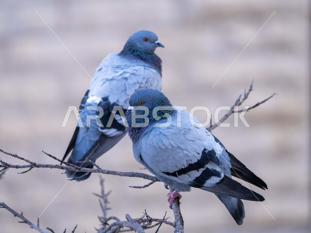 Close-up of two pigeons standing on tree branch in nature reserve, pigeon breeding farms, wildlife, nature reserve, nature background