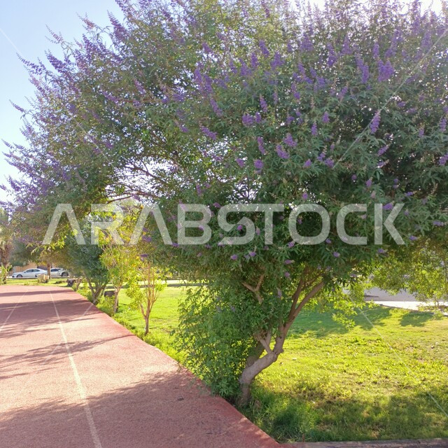 زراعة الاشجار المزهرة، الاشجار والنباتات الخضراء، ممر مشاة في احد الحدائق العامة، الازهار والورود الطبيعية، ازهار ارجوانية اللون، الطبيعة الخضراء في الحدائق، خلفية الطبيعة