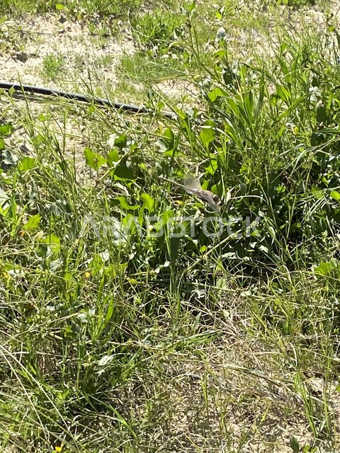 الطبيعة الخضراء في الحدائق العامة، صورة مقربة للاشجار والنباتات الخضراء، الاراضي والمحاصيل الزراعية، مناظر طبيعية، خلفية الطبيعة