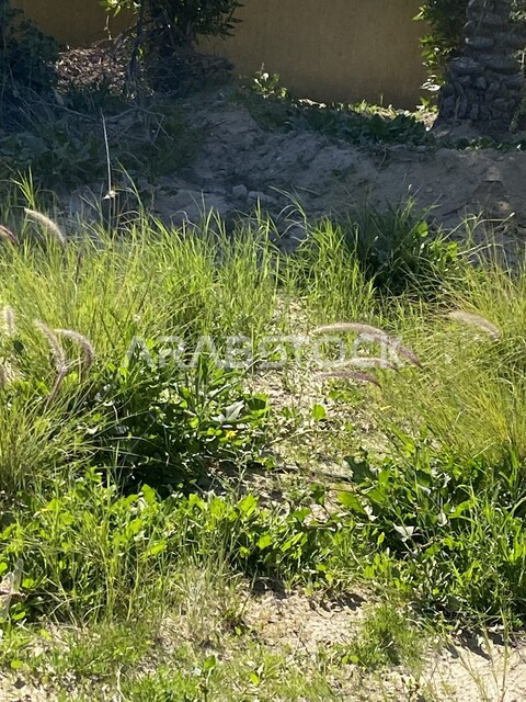 الطبيعة الخضراء في الحدائق العامة، صورة مقربة للاشجار والنباتات الخضراء، الاراضي والمحاصيل الزراعية، مناظر طبيعية، خلفية الطبيعة