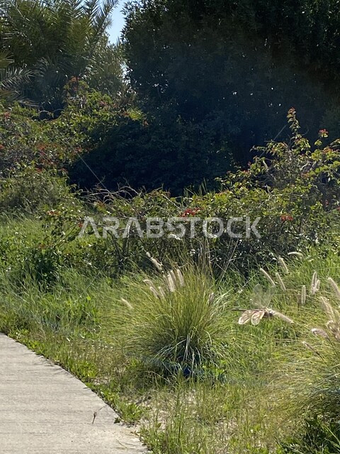 صورة مقربة للاشجار والنباتات الخضراء، الطبيعة الخضراء في الحدائق العامة، الاراضي والمحاصيل الزراعية، مناظر طبيعية، خلفية الطبيعة