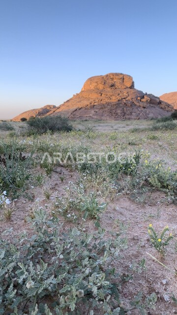 جبال نجد بالمناطق الصحراوية في المملكة العربية السعودية، القمم والمرتفعات الجبلية، الشجيرات الخضراء في الصحراء، مناظر طبيعية صحراوية، خلفية الطبيعة
