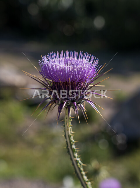 Close-up of Milk Thistle, Violet Flower, Planting Flowers, Wildflowers, Wildflowers, Nature Background