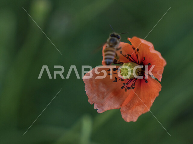 صورة مقربة لنحلة تتغذى على رحيق زهرة عطرية حمراء اللون، زراعة الازهار والورود الطبيعية، الطبيعة الخضراء في الحدائق، تلقيح الازهار والورود، خلفية الطبيعة