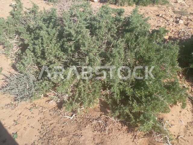 صورة مقربة لأعشاب برية, بيئة صحراويه واجواء صيفيه حاره في وضع النهار,  الرمال الناعمة الذهبية في  الصحراء  ، منظر الطبيعة الصحراوية .