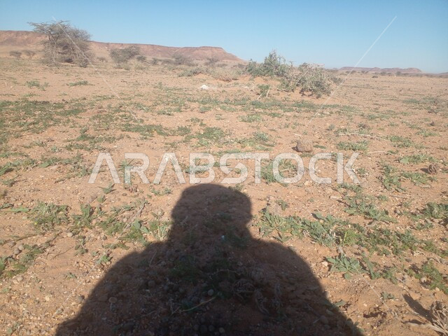 ظل رجل عربي خليجي سعودي على رمال الصحراء ، النباتات  والاعشاب البريه ، بيئة صحراويه واجواء صيفيه حاره في وضع النهار, منظر الطبيعة الصحراوية .