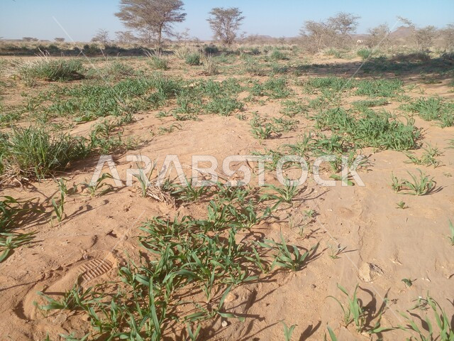  الرمال الناعمة الذهبية في  الصحراء  ، النباتات والاعشاب البريه ، بيئة صحراويه واجواء صيفيه حاره في وضع النهار, منظر الطبيعة الصحراوية .