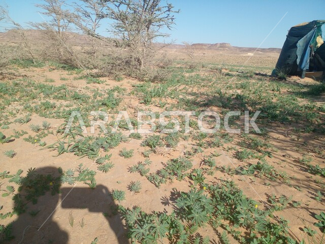 التقاط الصور عبر الهاتف المحمول, ظل رجل عربي خليجي سعودي على رمال الصحراء ، النباتات  والاعشاب البرية ، بيئة صحراويه واجواء صيفيه حاره في وضع النهار, منظر الطبيعة الصحراوية .