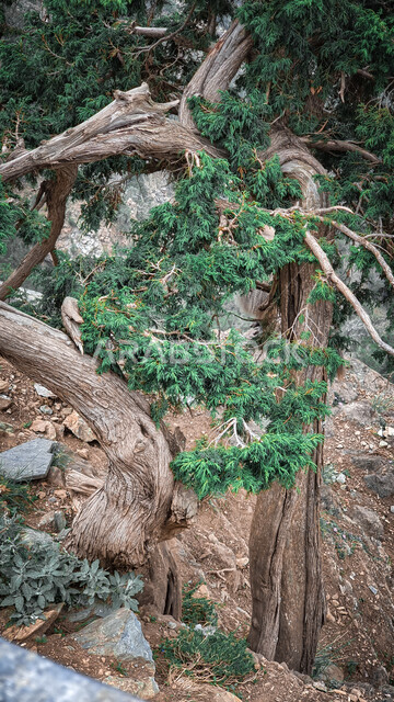  اغصان وجذوع الاشجار، الاشجار والنباتات الخضراء في ابها في منطقة عسير في المملكة العربية السعودية، الاشجار الخضراء في الغابات، الطبيعة الخضراء، مناظر طبيعية، خلفية الطبيعة