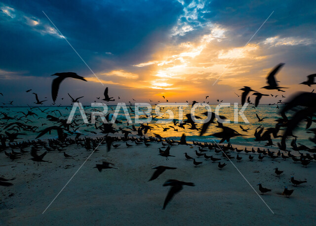 A panoramic picture of Marka Island in Asir, Saudi Arabia, at sunset, flocks of migratory birds on the seashore, calm sea waves, tourist places in Saudi Arabia