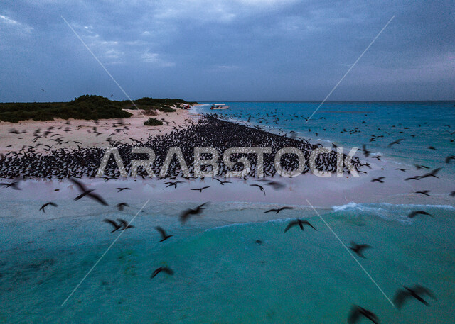 اسراب الطيور المهاجرة على شواطئ البحر في جزيرة ماركا في عسير في السعودية، امواج البحر الهادئة، اماكن سياحية في السعودية