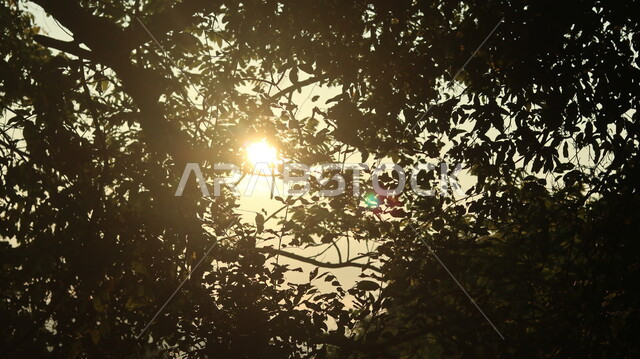 اشعة الشمس من بين اغصان الاشجار، مناظر طبيعية، الاشجار والنباتات الخضراء، خلفية الطبيعة