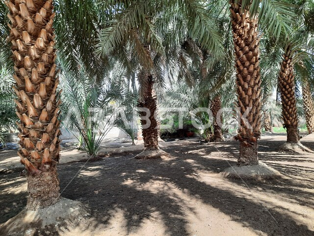  نظام الري السطحي ، مزرعة النخيل في المدينه المنوره في المملكه العربيه السعوديه، حصاد التمور و زراعة اشجار النخيل ، خلفية الطبيعه