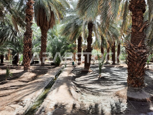  نظام الري السطحي ،مزرعة النخيل في المدينه المنوره في المملكه العربيه السعوديه، زراعة اشجار النخيل وحصاد التمور، خلفية الطبيعه