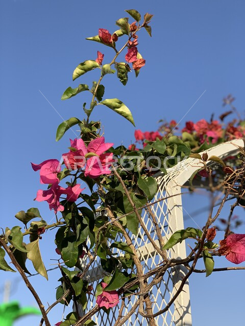 صورة مقربة لشجرة المجنونة، شجرة مزهرة متسلقة، الاشجار والنباتات الخضراء، زراعة الورود والازهار الطبيعية، خلفية الطبيعة